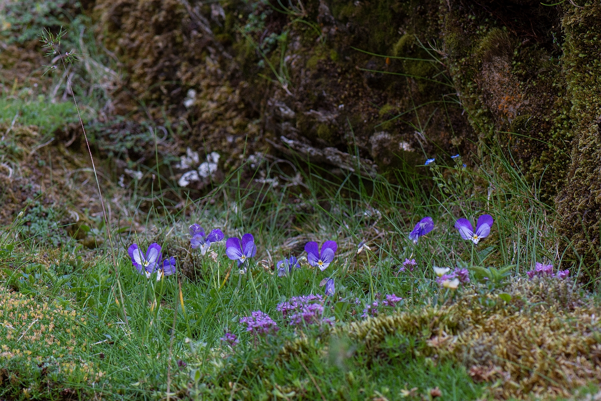 David Plant Photography - Wildlife Photography - Mountain pansy - E.JPG - Mountain pansy - Perthshire