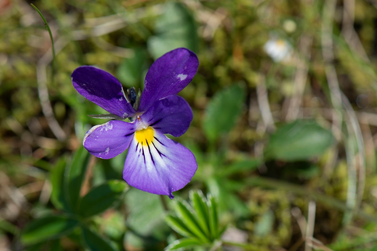 David Plant Photography - Wildlife Photography - Mountain pansy - F.JPG - Mountain pansy - Perthshire
