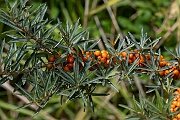 ELEAGNACEAE - Sea buckthorn