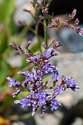 PLUMBAGINACEAE - Thrifts and sea-lavendars