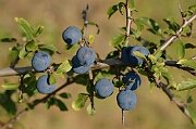 ROSACEAE - Rose family