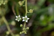 SANTALACEAE - Bastard toadflax and mistletoe