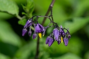 SOLANACEAE - Nightshades