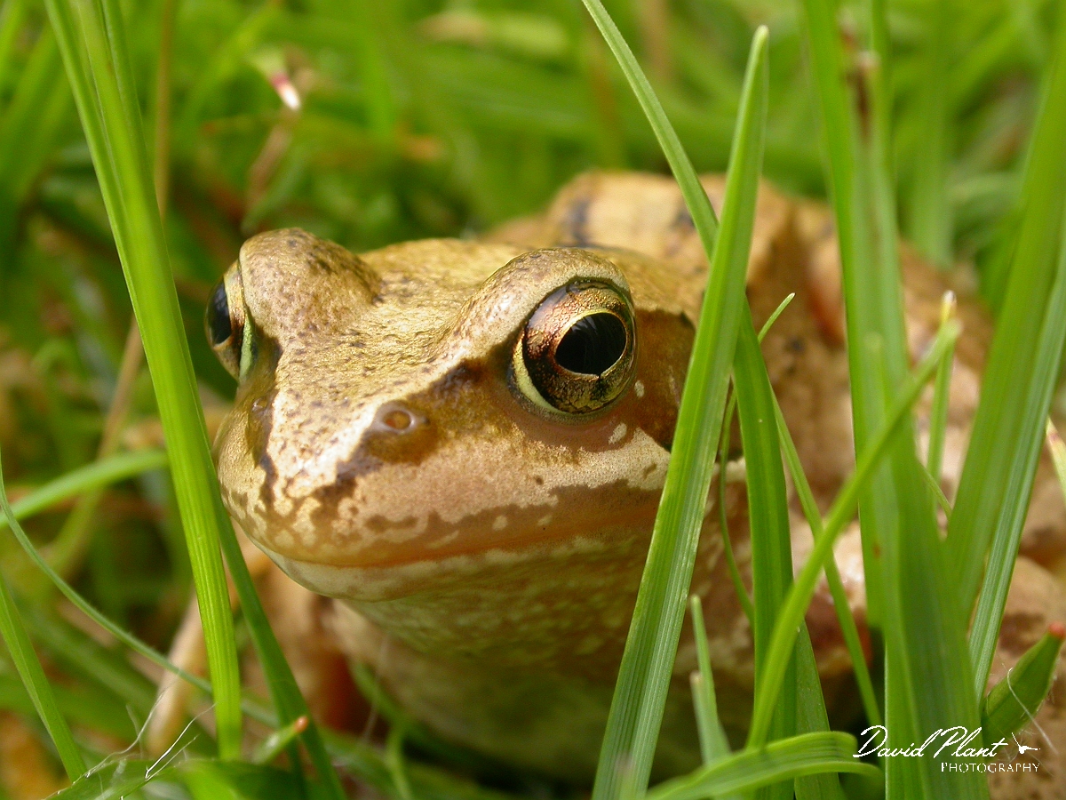 David Plant Photography - Wildlife Photographer - Common frog - A.JPG - Common frog - Dorset
