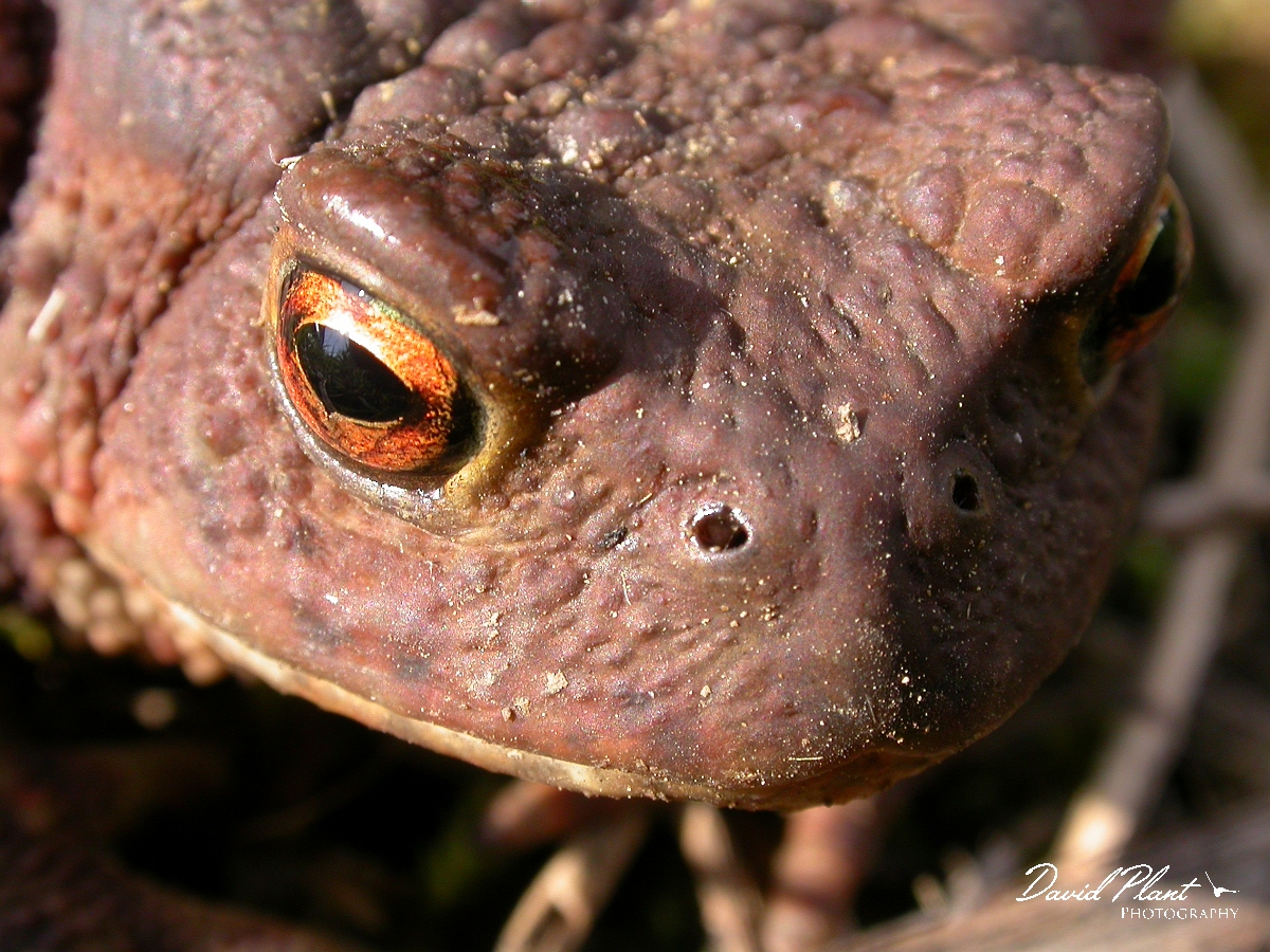 David Plant Photography - Wildlife Photographer - Common toad - A.jpg - Common toad - Wiltshire