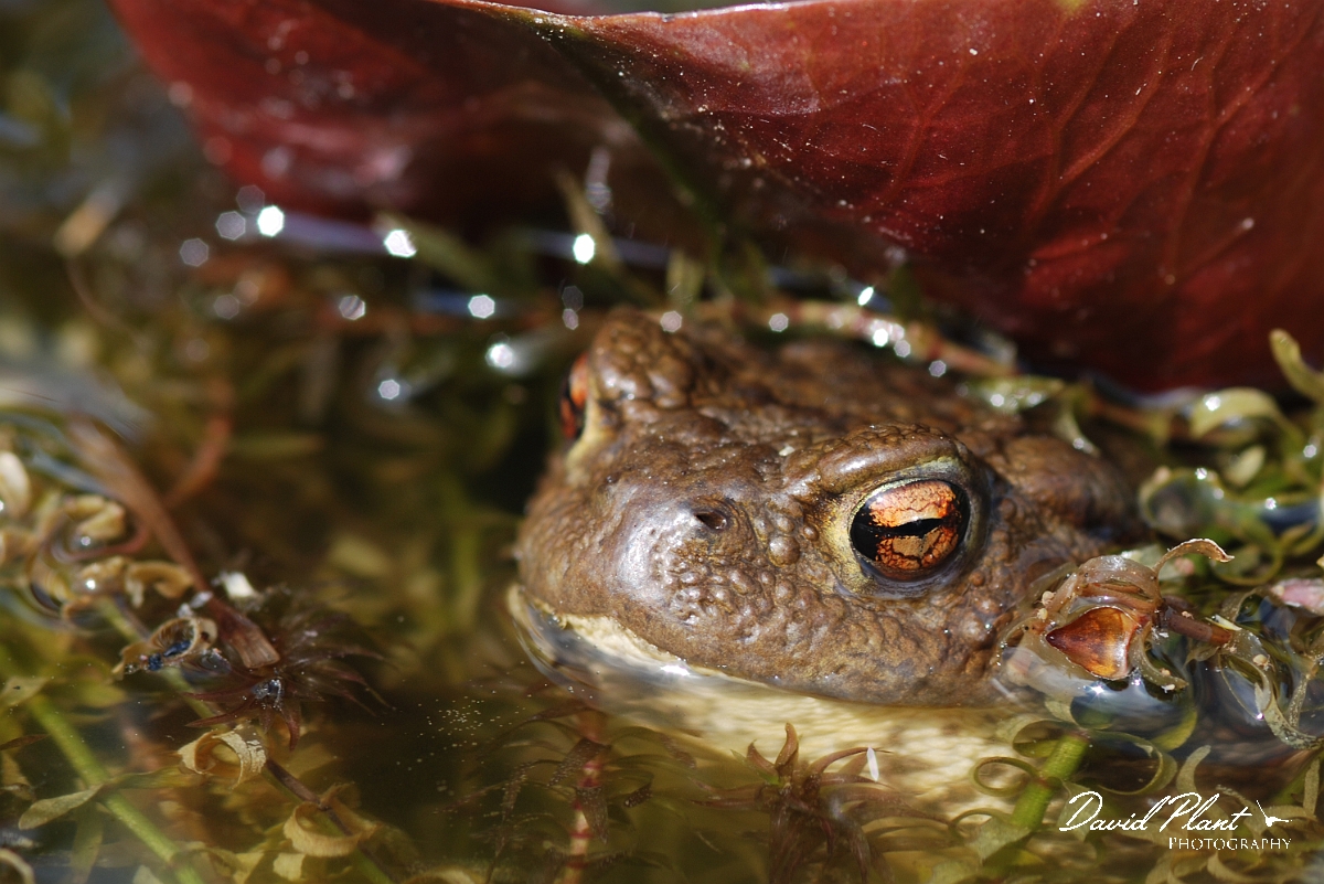David Plant Photography - Wildlife Photographer - Common toad - C.JPG - Common toad - Cotswolds