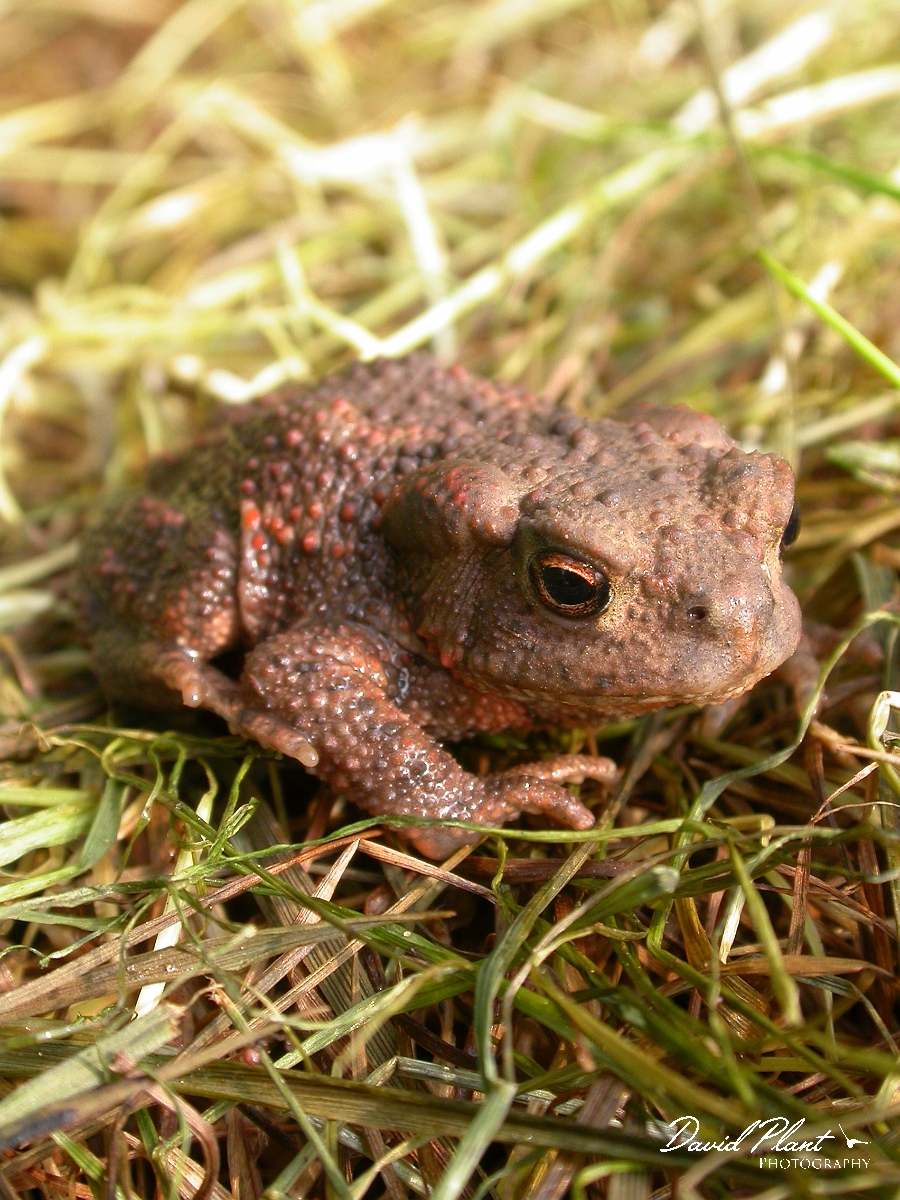 David Plant Photography - Wildlife Photographer - Common toad juvenile - B.JPG - Common toad, juvenile - Wiltshire
