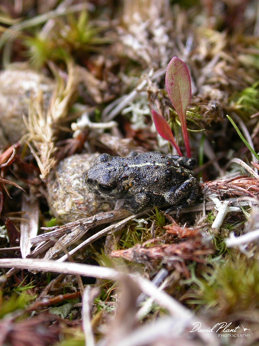 David Plant Photography - Wildlife Photographer - Natterjack juvenile - A.JPG - Natterjack, juvenile - Norfolk