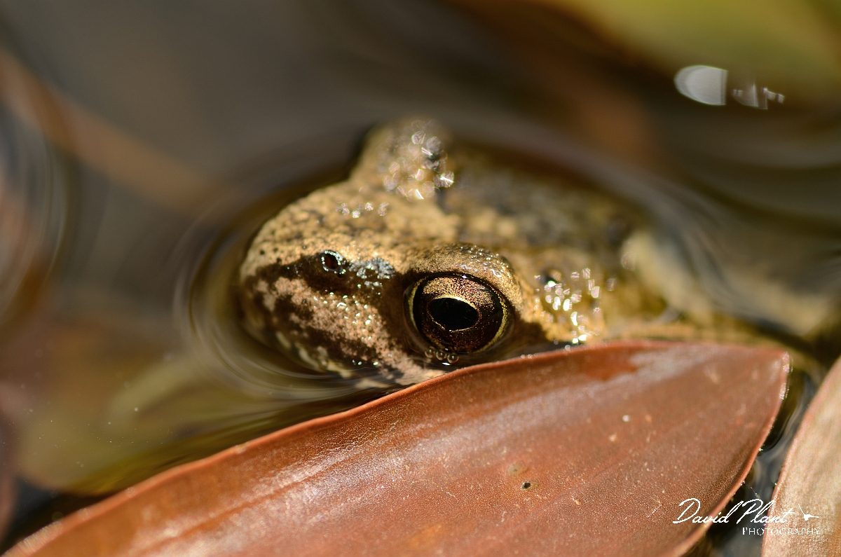 David Plant Photography - Wildlife Photography - Common frog - B.jpg - Common frog - Cotswolds