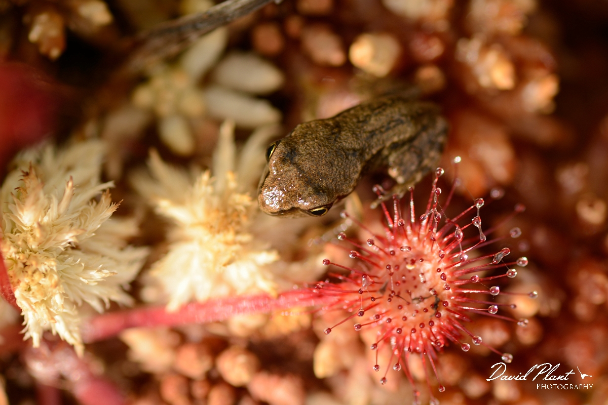 David Plant Photography - Wildlife Photography - Common frog - D.jpg - Common frog by sundew - Hampshire