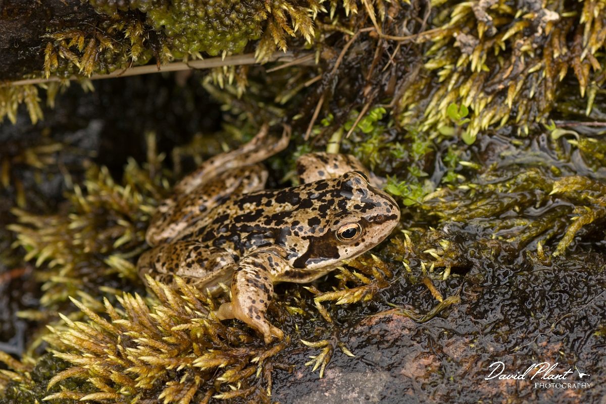 David Plant Photography - Wildlife Photography - Common frog - E.jpg - Common frog - Perthshire