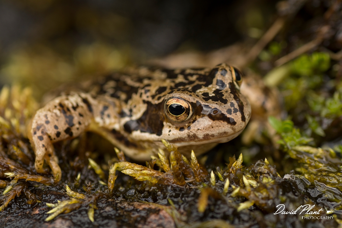 David Plant Photography - Wildlife Photography - Common frog - F.jpg - Common frog - Perthshire