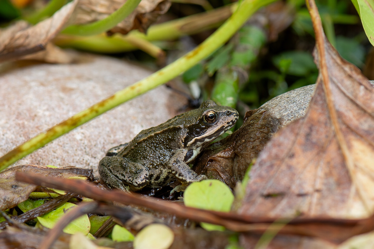 David Plant Photography - Wildlife Photography - Common frog - G.jpg - Common frog, Rana temporaria - Cotswolds
