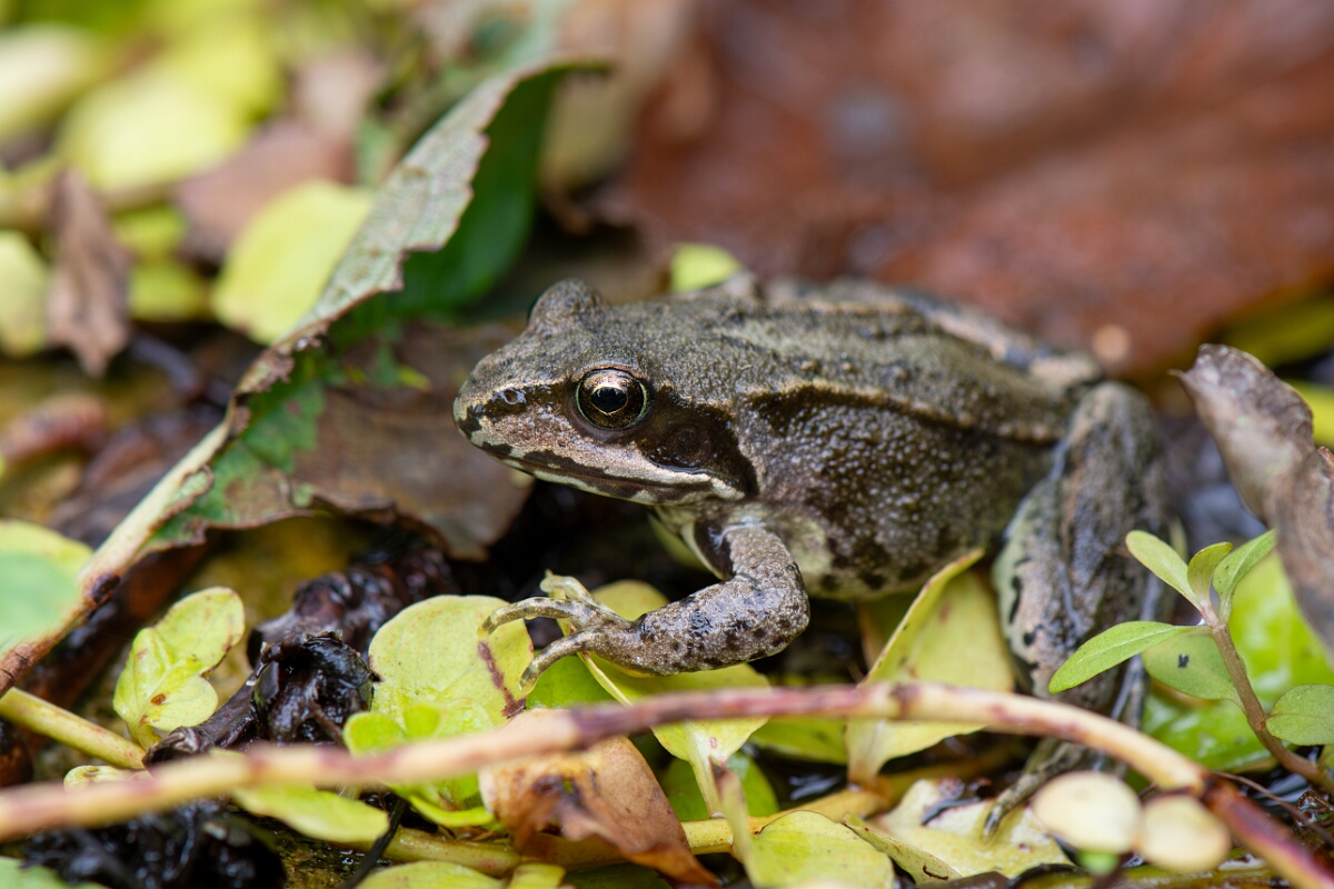 David Plant Photography - Wildlife Photography - Common frog - H.jpg - Common frog, Rana temporaria - Cotswolds