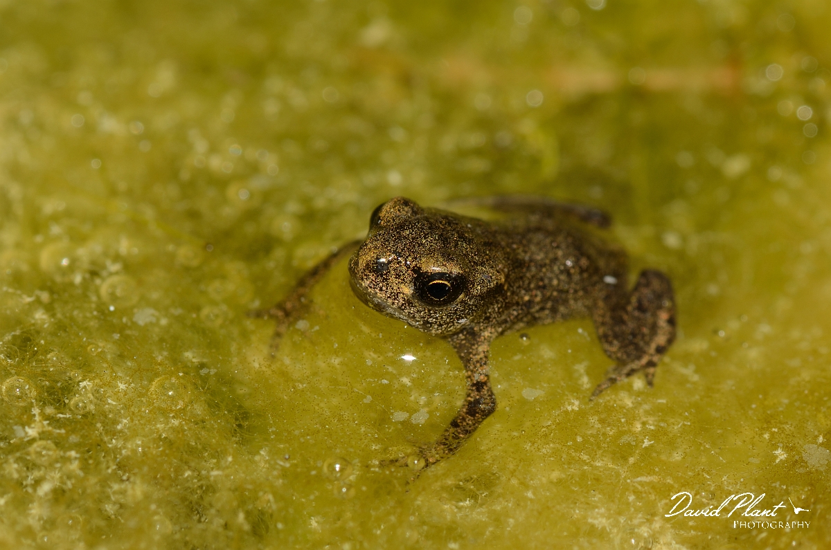 David Plant Photography - Wildlife Photography - Common toad - D.jpg - Common toad, toadlet - Cotswolds