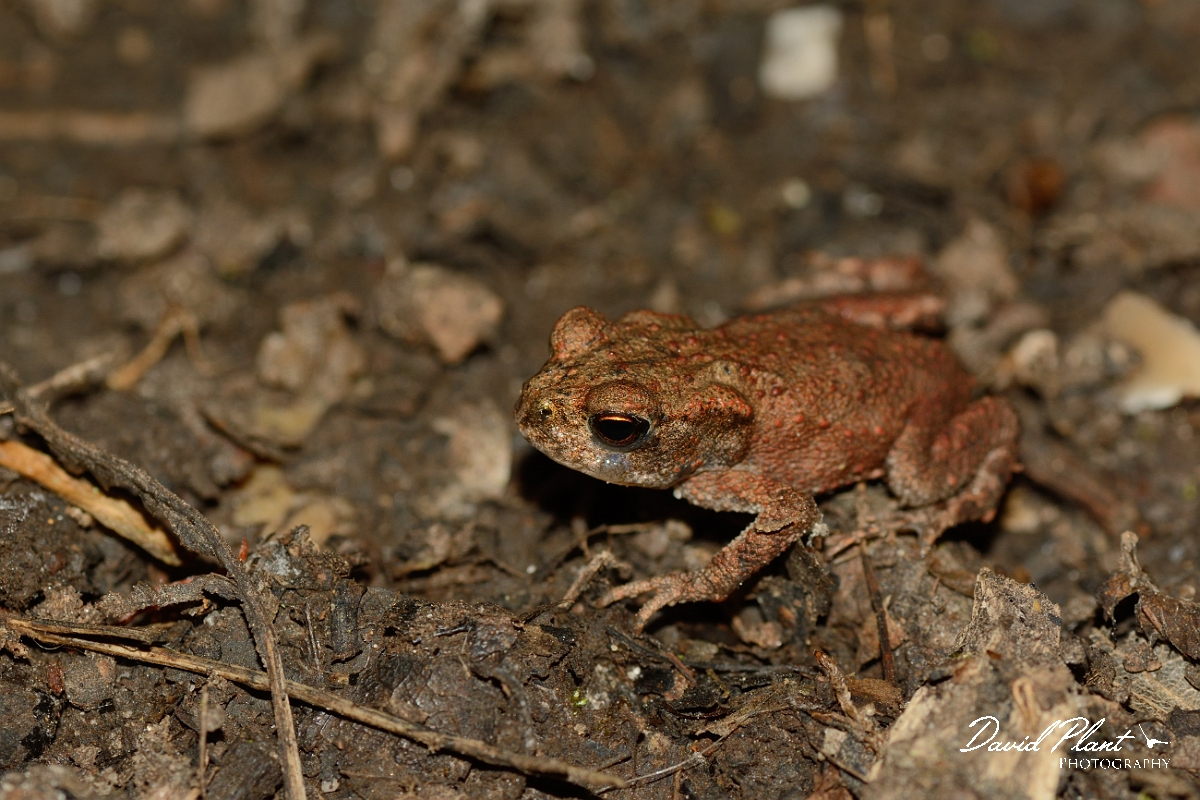 David Plant Photography - Wildlife Photography - Common toad - E.jpg - Common toad - Hertfordshire