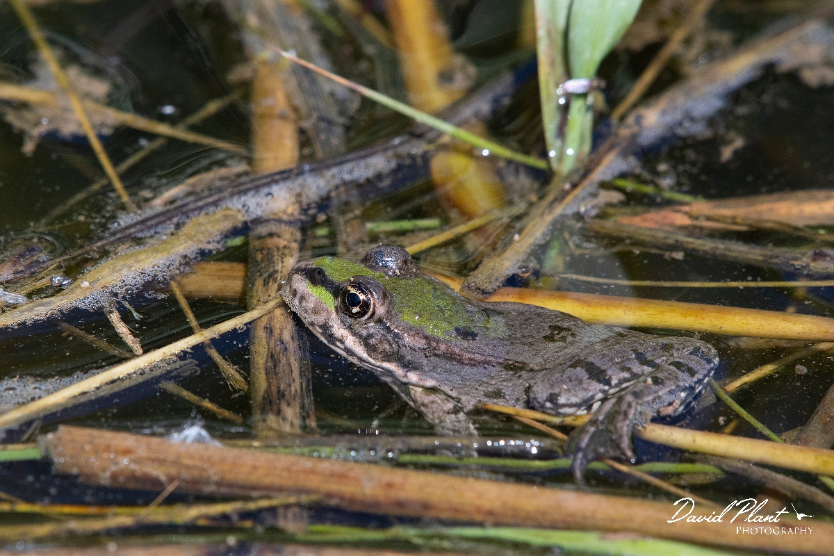 David Plant Photography - Wildlife Photography - Marsh frog - A.jpg - Marsh frog - Kent