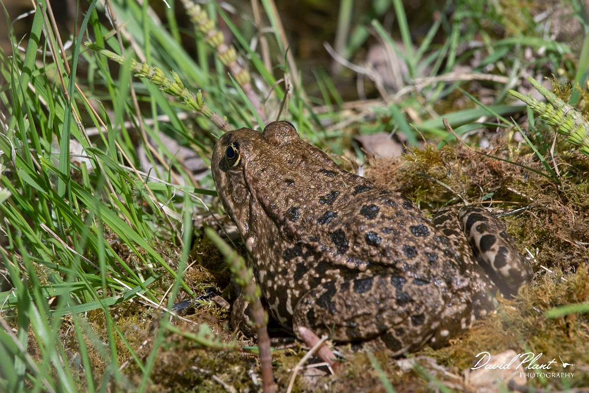 David Plant Photography - Wildlife Photography - Marsh frog - B.jpg - Marsh frog - Kent