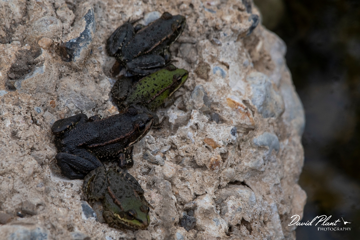 David Plant Photography - Wildlife Photography - Marsh frog - D.jpg - Marsh frog - Kent