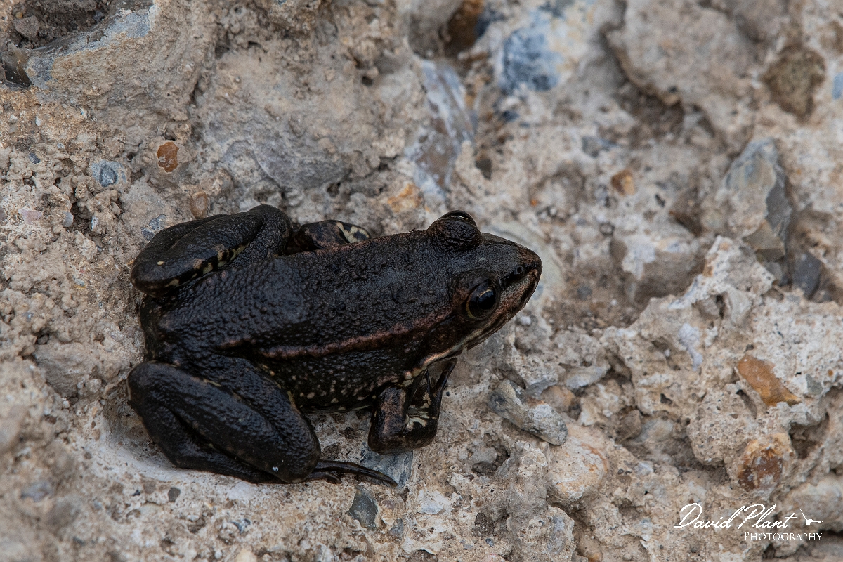 David Plant Photography - Wildlife Photography - Marsh frog - E.jpg - Marsh frog - Kent