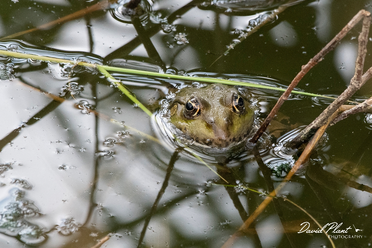 David Plant Photography - Wildlife Photography - Marsh frog - F.jpg - Marsh frog - Kent