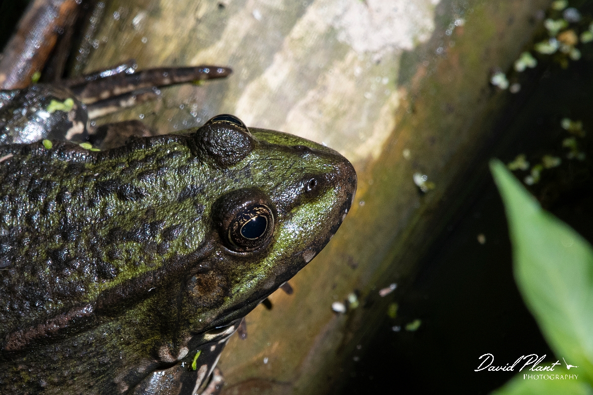 David Plant Photography - Wildlife Photography - Marsh frog - G.jpg - Marsh frog - Kent