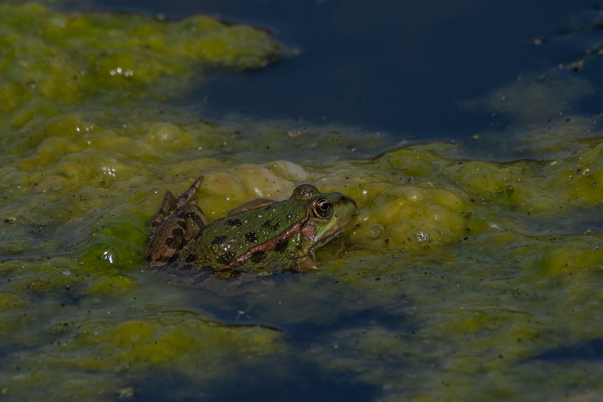David Plant Photography - Wildlife Photography - Marsh frog - I.JPG - Marsh frog - Kent