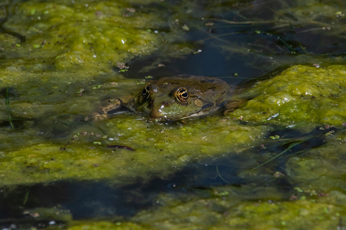 David Plant Photography - Wildlife Photography - Marsh frog - J.JPG - Marsh frog - Kent