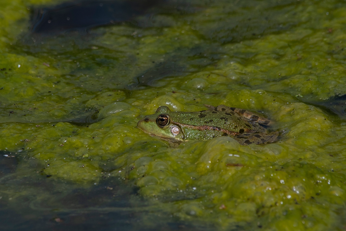 David Plant Photography - Wildlife Photography - Marsh frog - K.JPG - Marsh frog - Kent