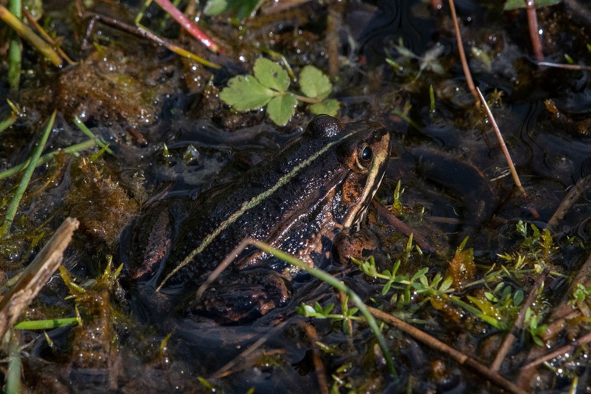 David Plant Photography - Wildlife Photography - Pool frog - B.JPG - Pool frog - Norfolk