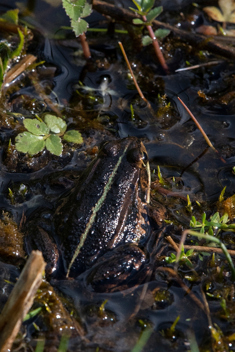David Plant Photography - Wildlife Photography - Pool frog - C.JPG - Pool frog - Norfolk