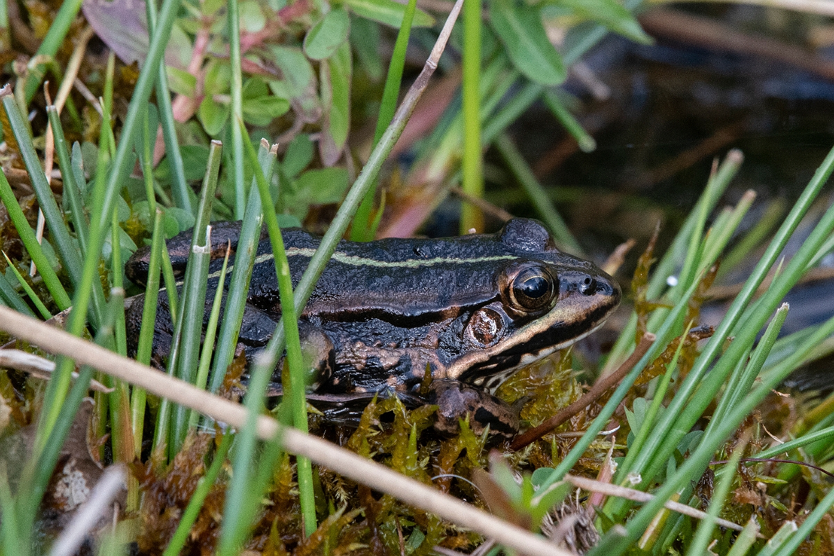 David Plant Photography - Wildlife Photography - Pool frog - D.JPG - Pool frog - Norfolk