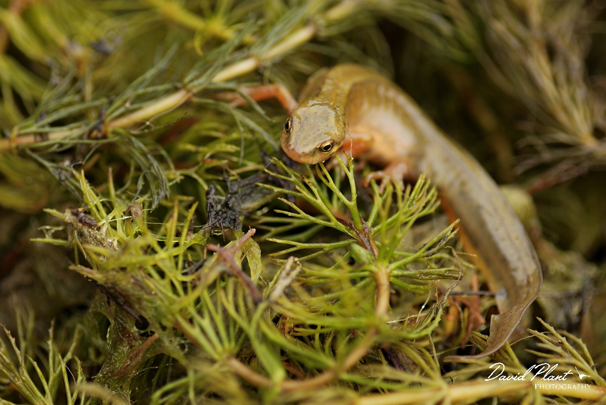 David Plant Photography - Wildlife Photography - Smooth newt - B.jpg - Smooth newt, female - Cotswolds