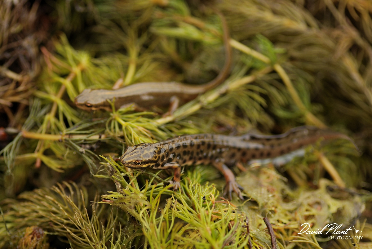 David Plant Photography - Wildlife Photography - Smooth newt - E.jpg - Smooth newt, male and female - Cotswolds