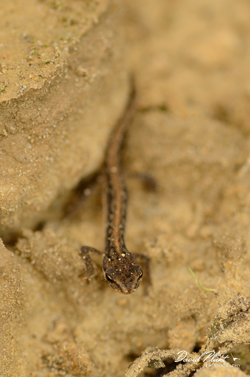 David Plant Photography - Wildlife Photography - Smooth newt - F.jpg - Smooth newt juvenile - Cambridgeshire