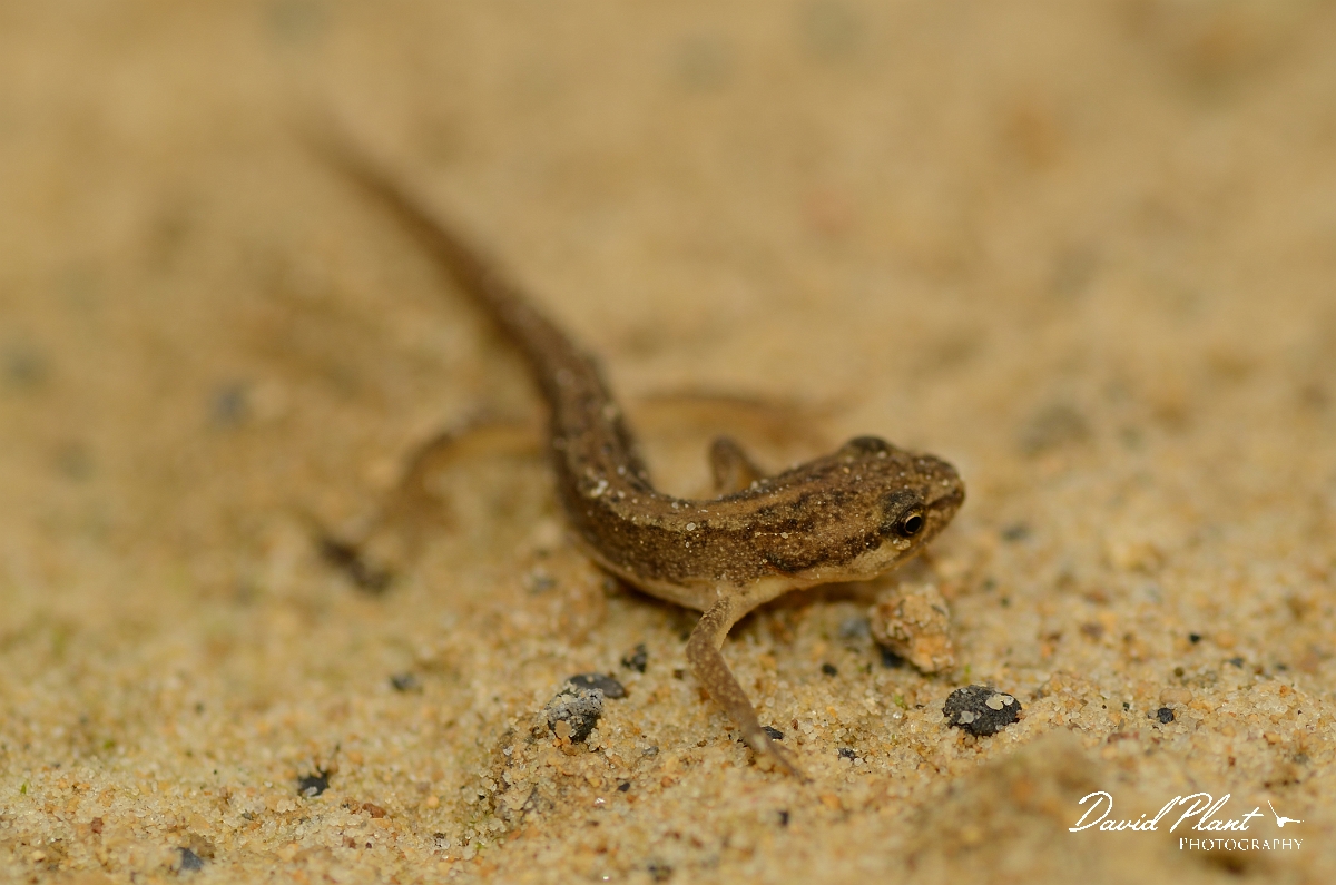 David Plant Photography - Wildlife Photography - Smooth newt - G.jpg - Smooth newt juvenile - Cambridgeshire