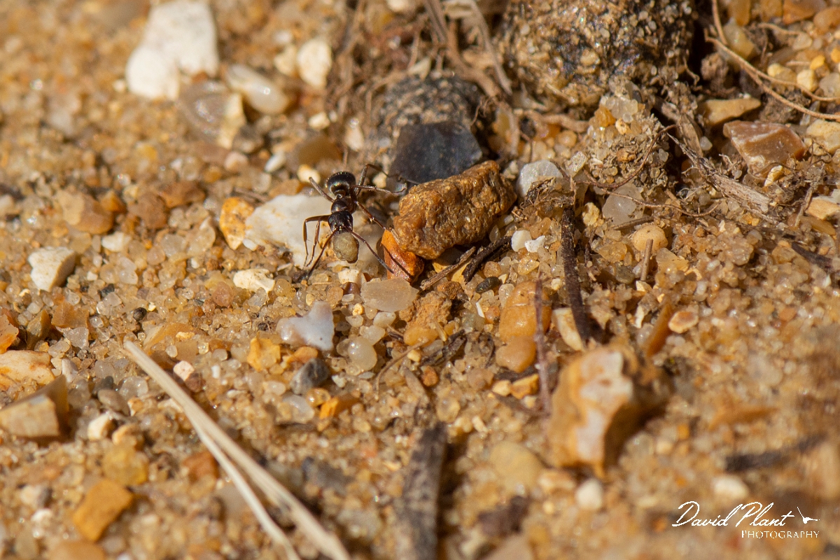 David Plant Photography - Wildlife Photography - Formica cunicularia - D.jpg - Formica cunicularia - Kent