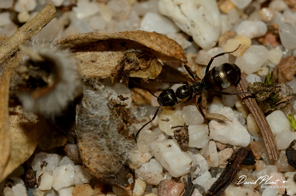 David Plant Photography - Wildlife Photography - Formica fusca - A.jpg - Formica fusca - Dorset