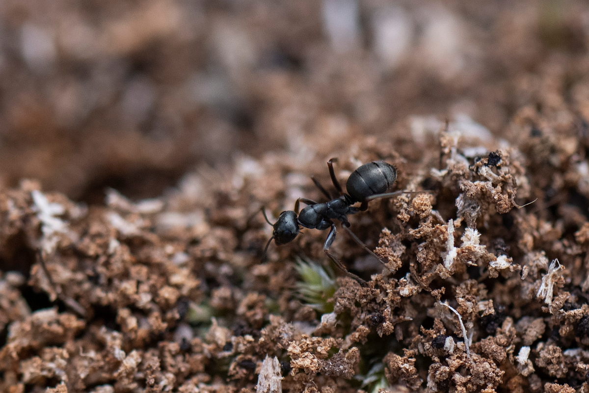 David Plant Photography - Wildlife Photography - Formica fusca - C.JPG - Dusky ant, Formica fusca - Norfolk