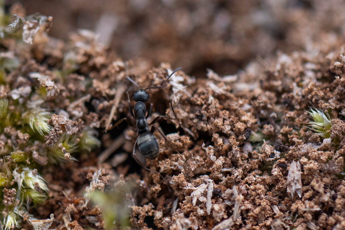 David Plant Photography - Wildlife Photography - Formica fusca - D.JPG - Dusky ant, Formica fusca - Norfolk