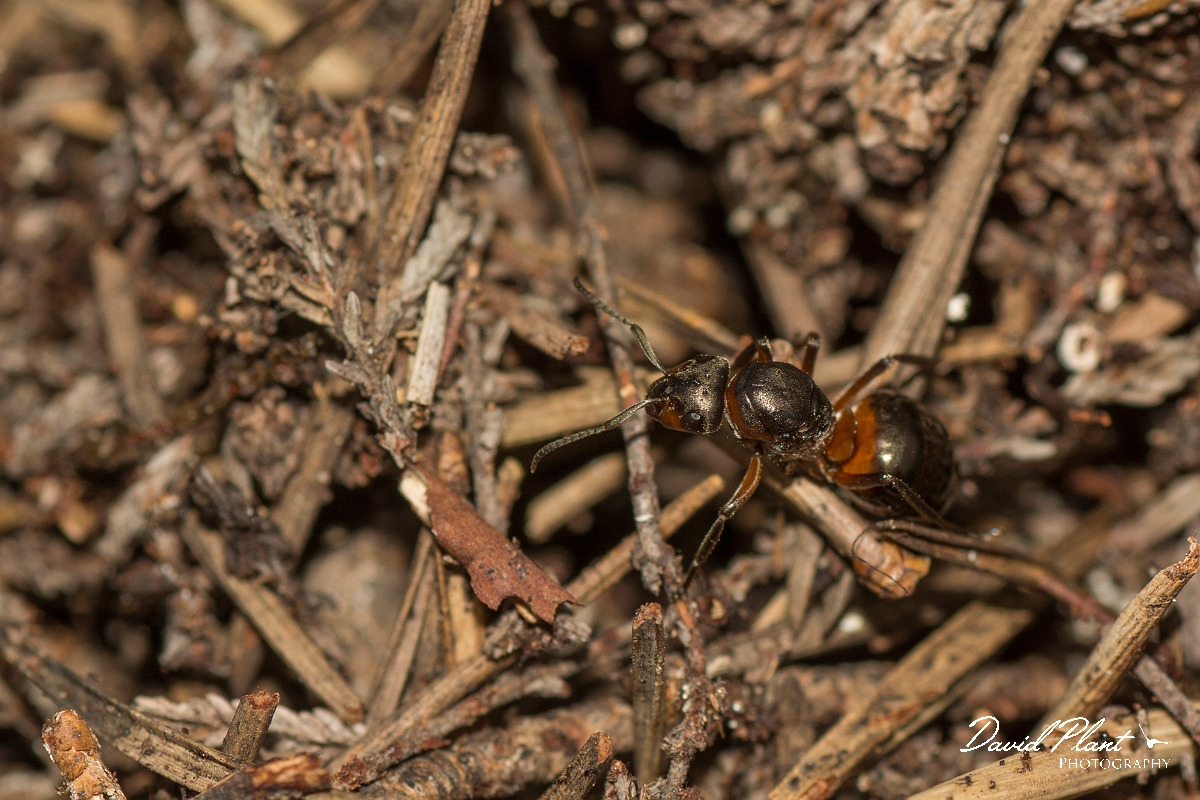 David Plant Photography - Wildlife Photography - Formica lugubris - A.jpg - Hairy wood ant, Formica lugubris - Perth and Kinross
