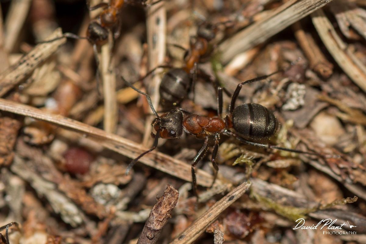 David Plant Photography - Wildlife Photography - Formica lugubris - G.jpg - Hairy wood ant, Formica lugubris - Perth and Kinross