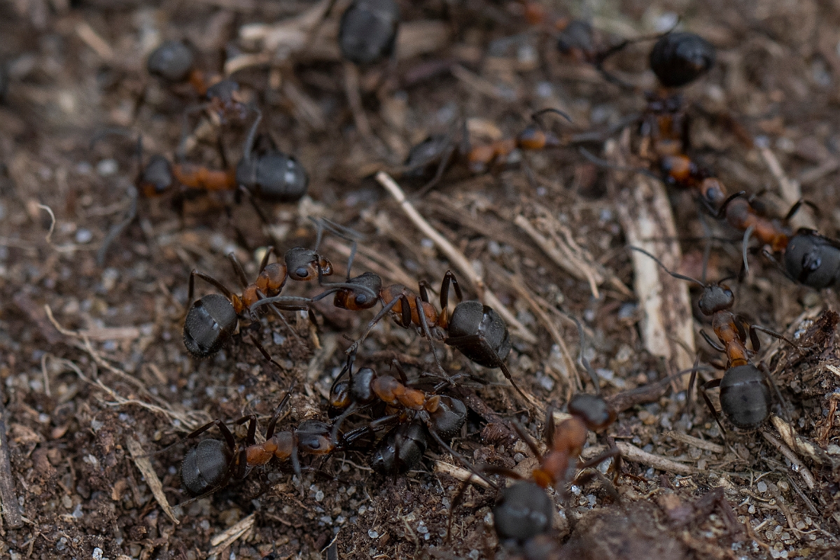 David Plant Photography - Wildlife Photography - Formica rufa - C.JPG - Southern wood ant, Formica rufa - Bedfordshire