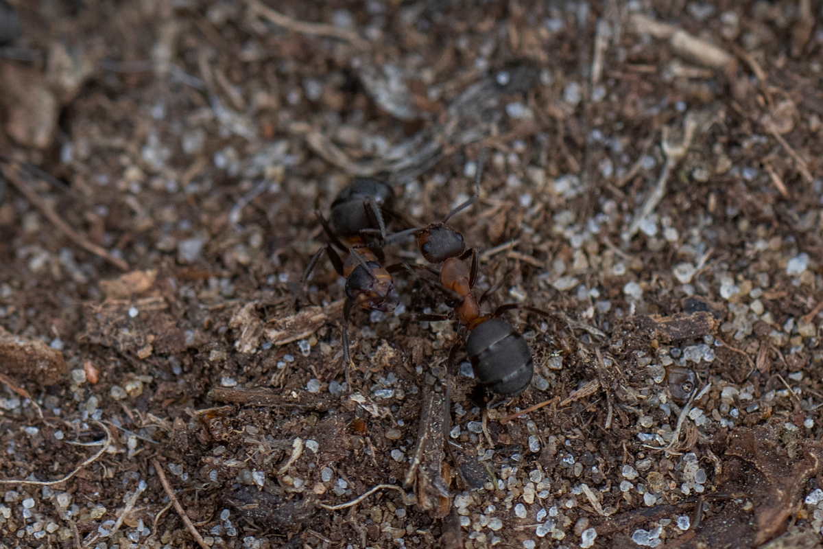 David Plant Photography - Wildlife Photography - Formica rufa - H.JPG - Southern wood ant, Formica rufa - Bedfordshire