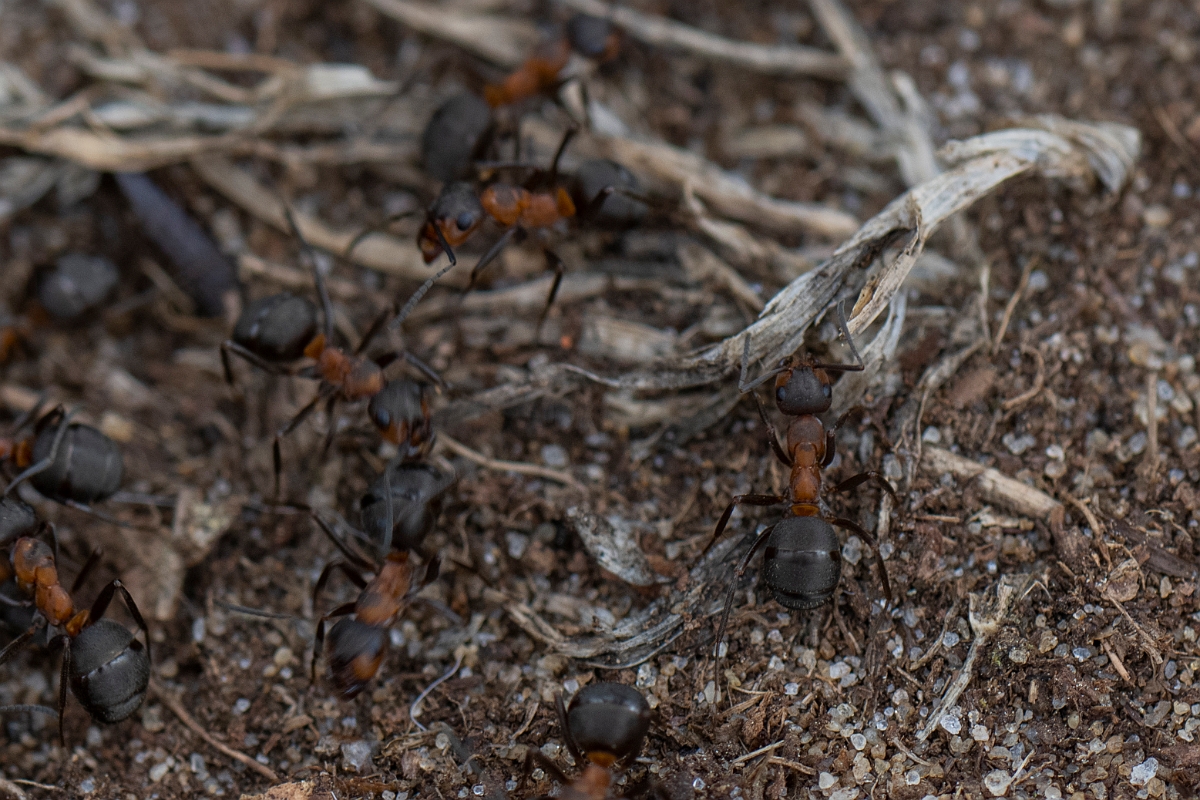David Plant Photography - Wildlife Photography - Formica rufa - I.JPG - Southern wood ant, Formica rufa - Bedfordshire