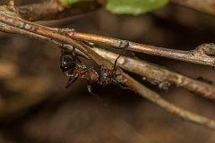 David Plant Photography - Wildlife Photography - Formica aquilonia - A