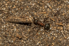 David Plant Photography - Wildlife Photography - Formica aquilonia - B