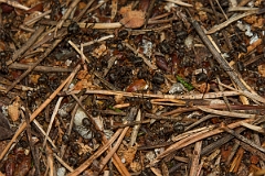 David Plant Photography - Wildlife Photography - Formica aquilonia - C