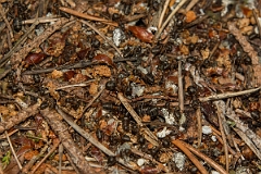 David Plant Photography - Wildlife Photography - Formica aquilonia - D