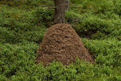 David Plant Photography - Wildlife Photography - Formica aquilonia - E